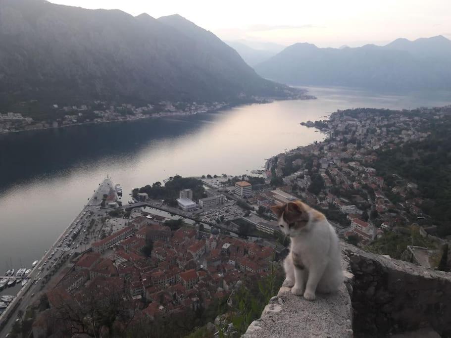 2Br Apartment With Pool Kotor Eksteriør billede
